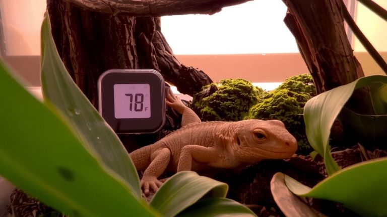 72 78 f ideal crested gecko temperature