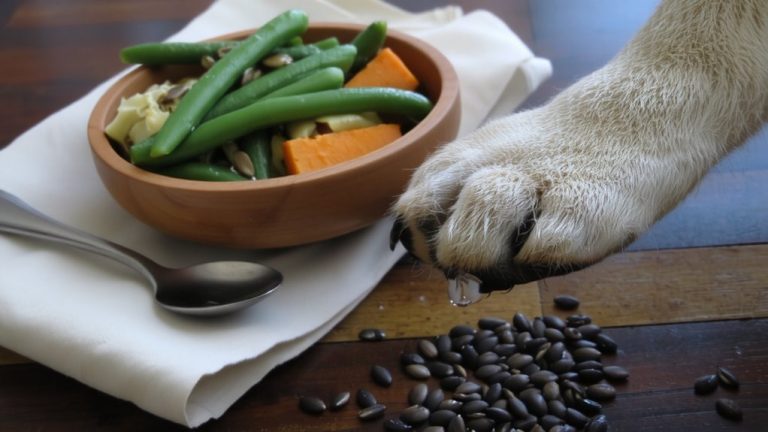 add fiber to dog food