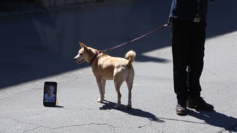 avoid unqualified dog training methods