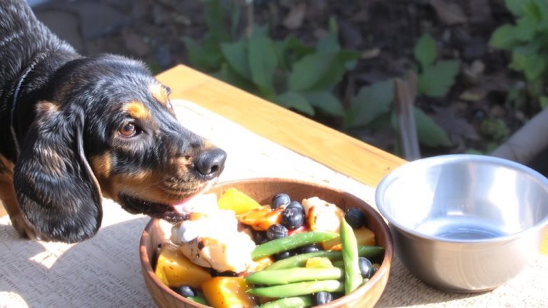 balanced diet for plott hounds