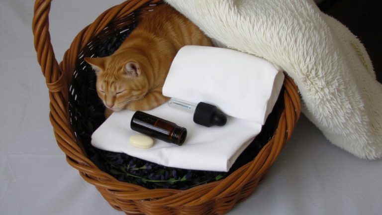 best anxiety meds cats