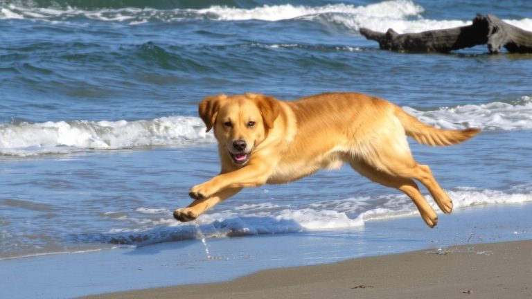 best beach dog breed