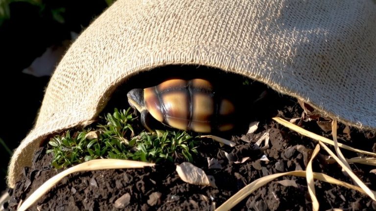 best bedding for russian tortoise