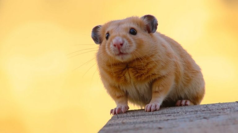 best beginner hamster pet