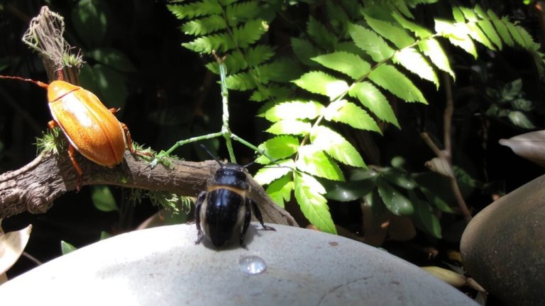 best beginner pet insects