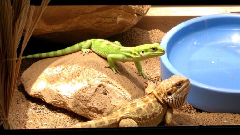 best beginner pet lizards