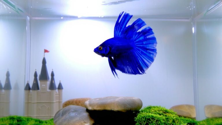 best betta fish names