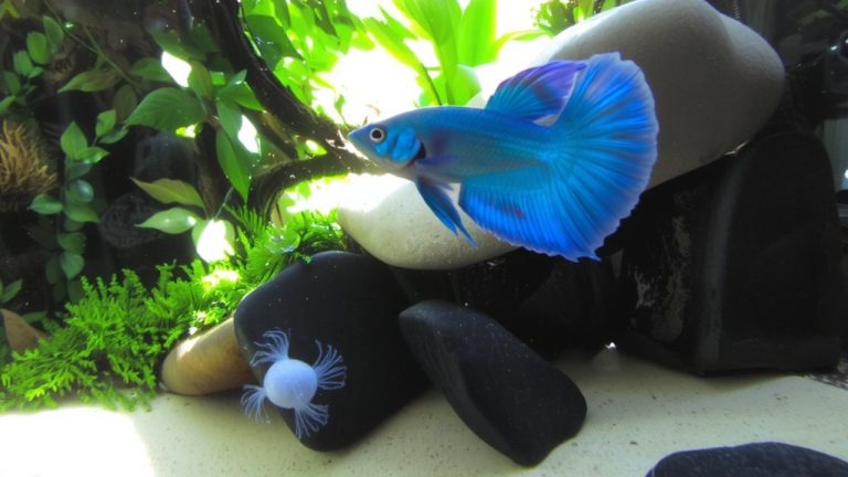 best betta for beginners