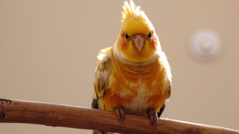 best bird for beginners