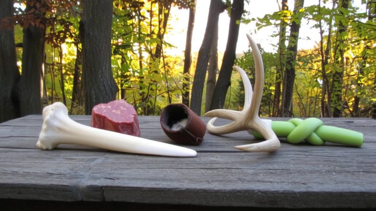 best bones for dogs