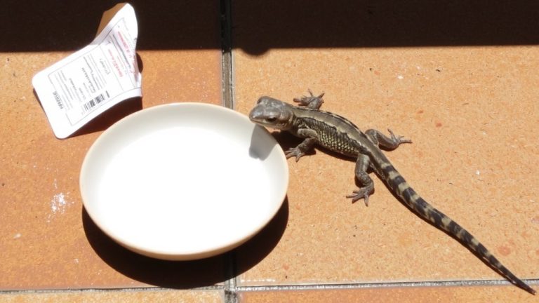 best calcium supplement leopard gecko