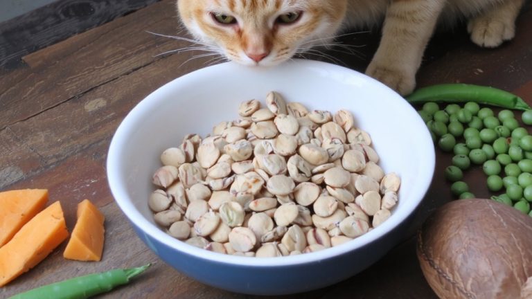 best cat food allergies