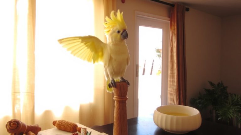 best cockatoo pet choice