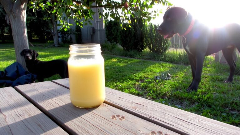 best colostrum for dogs
