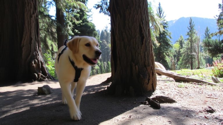 best dog for hikers