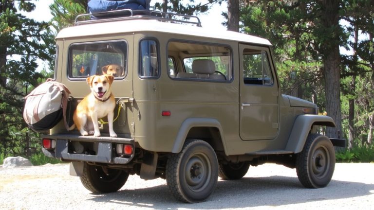 best dog friendly cross country vehicle