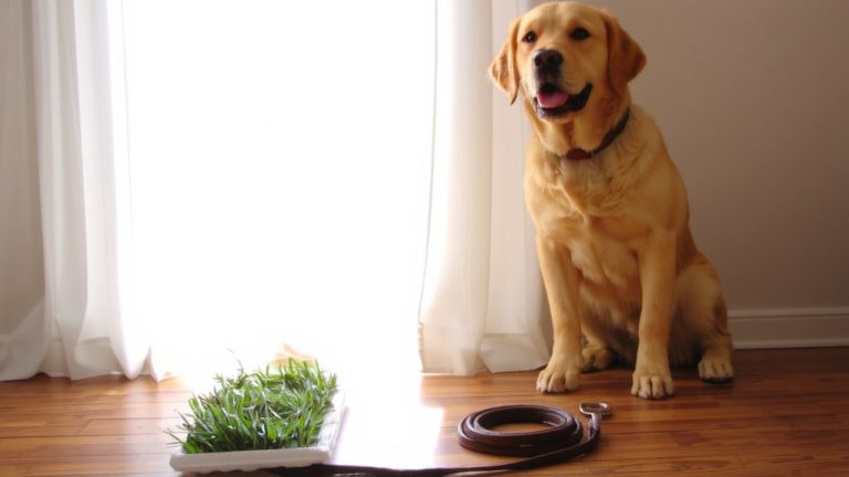 best dog housebreaking