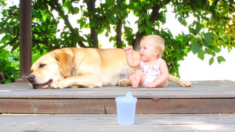 best dog nanny ever