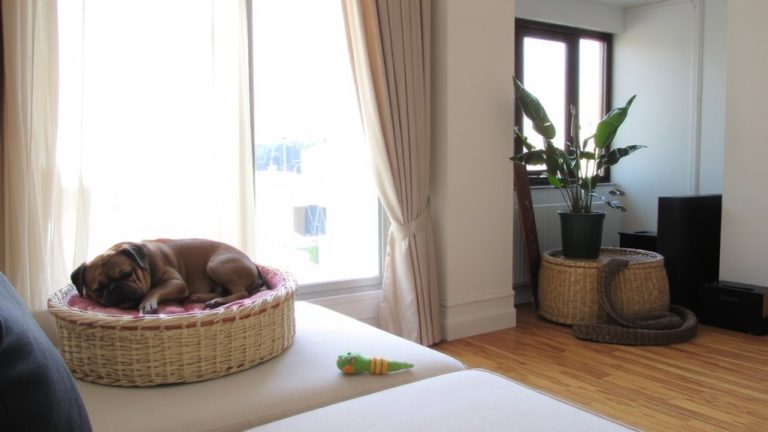 best dogs for apartments