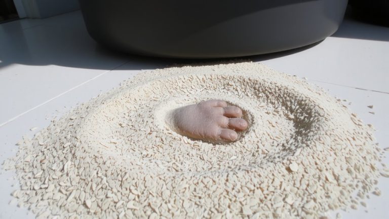 best dust free cat litter
