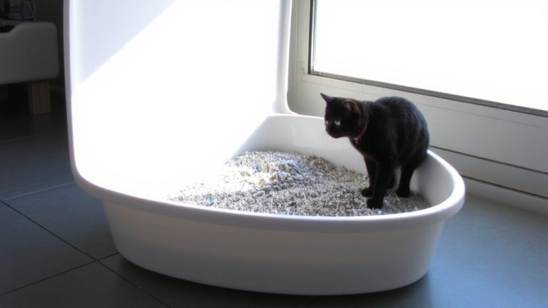 best dust free cat litter
