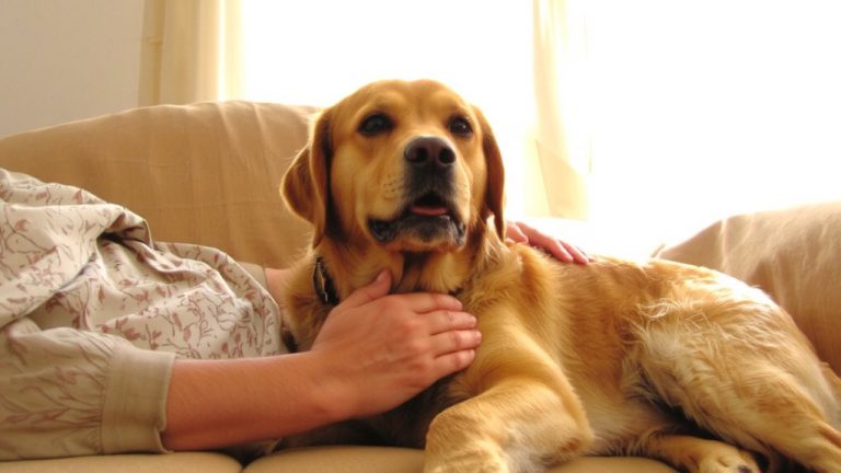 best emotional support animal