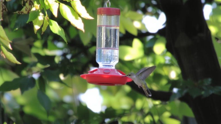 best feeders inc