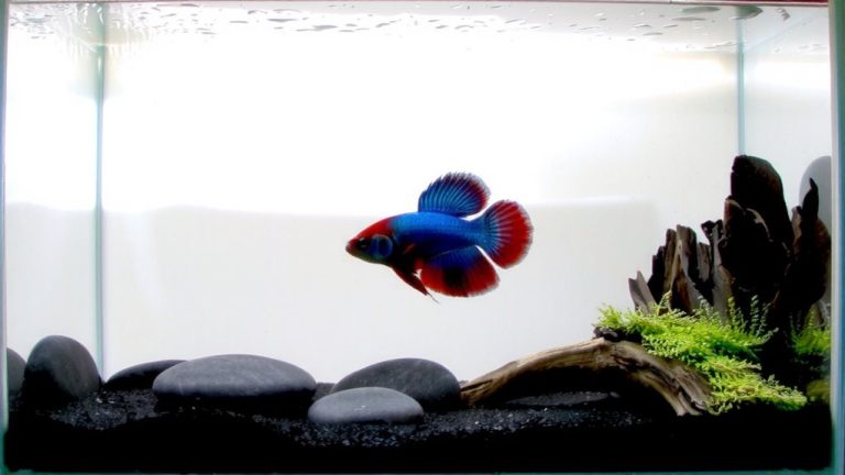 best filter for betta