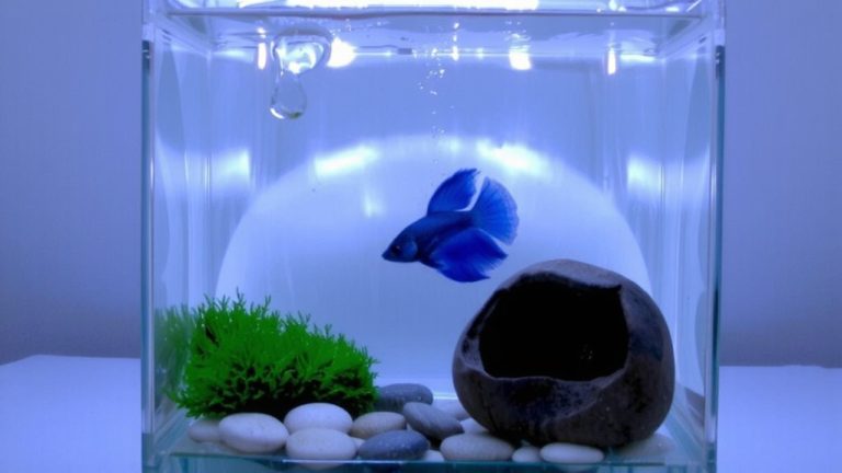 best filter for betta