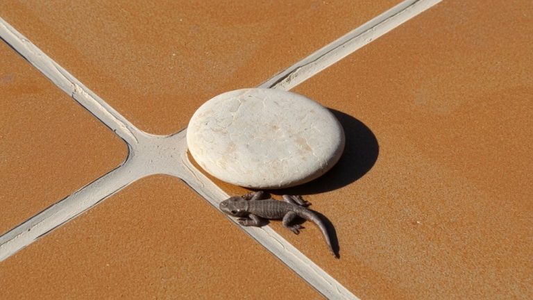 best flooring for leopard gecko