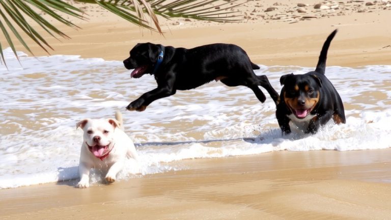 best florida dogs
