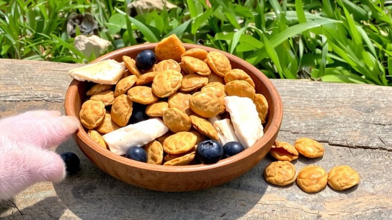 best food for aussie puppies