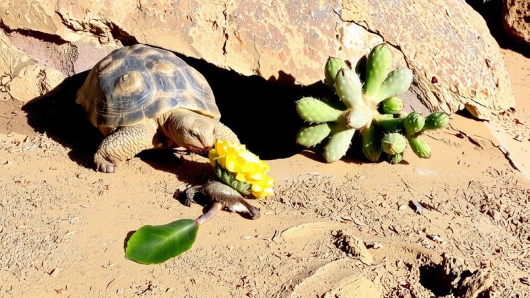 best food for desert tortoise