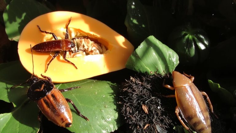 best food for gecko