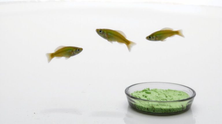 best food for guppy fry