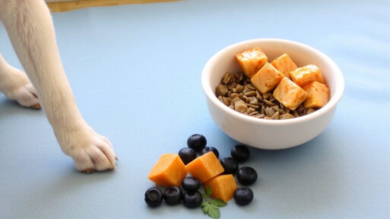 best food for puppies