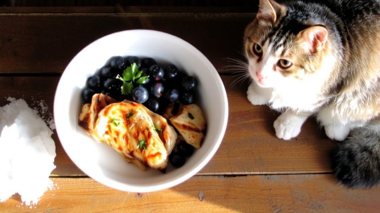 best food for snowshoe cat