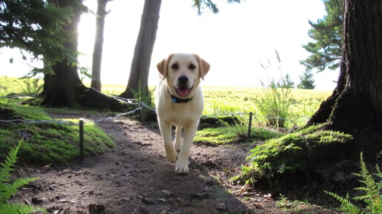 best gps dog fence