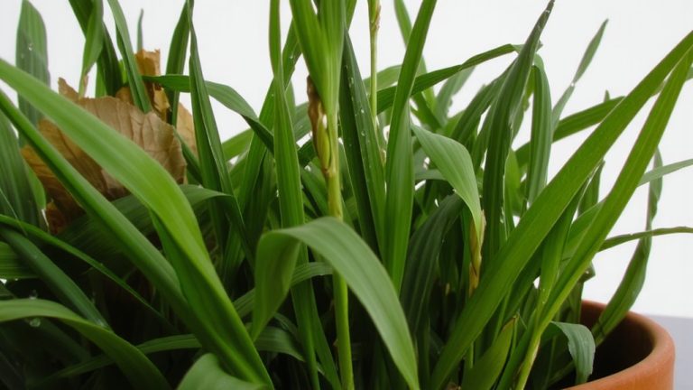 best grass for cats