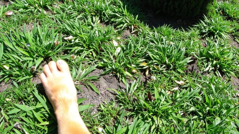 best grass for dogs
