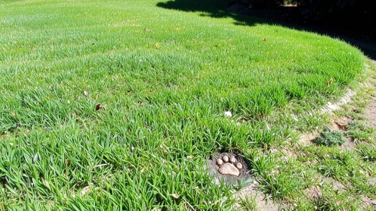 best grass for urine resistance