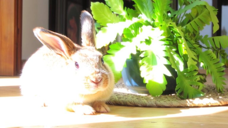 best house rabbit care