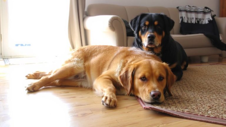 best indoor large dogs