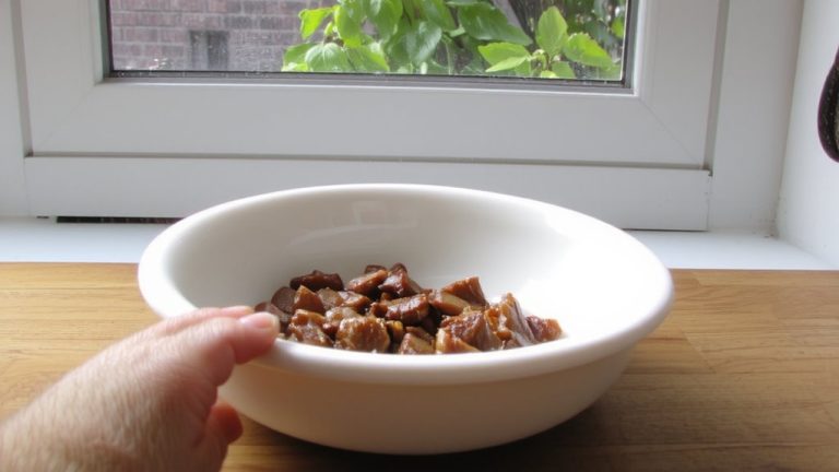 best kitten wet food