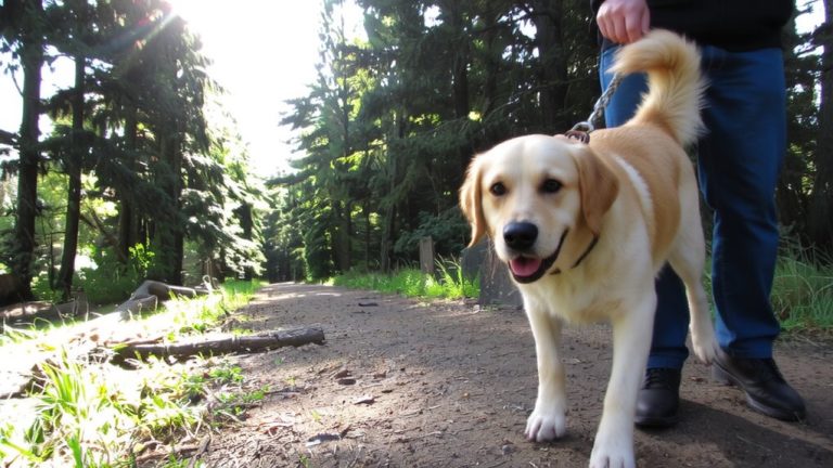 best life k9 training