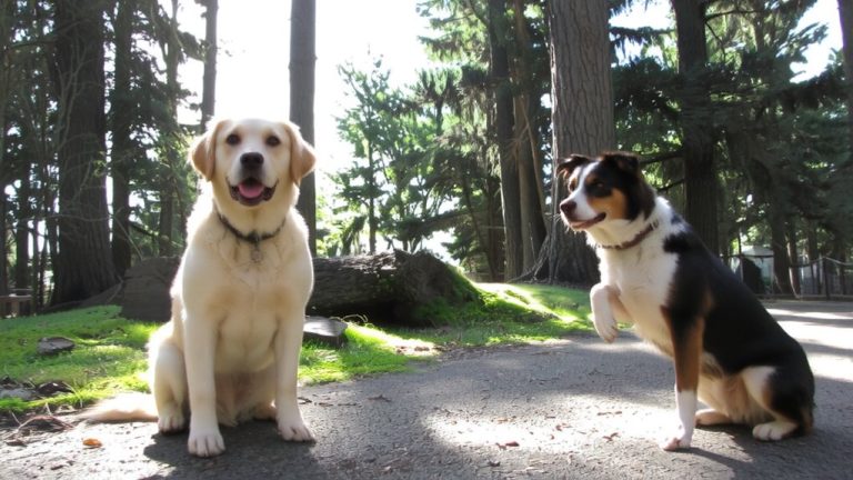 best listening dogs