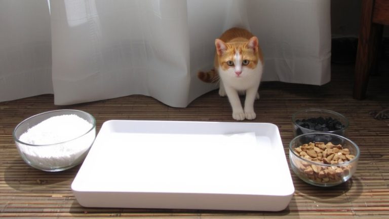 best litter for picky cats