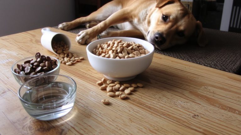 best low protein dog food