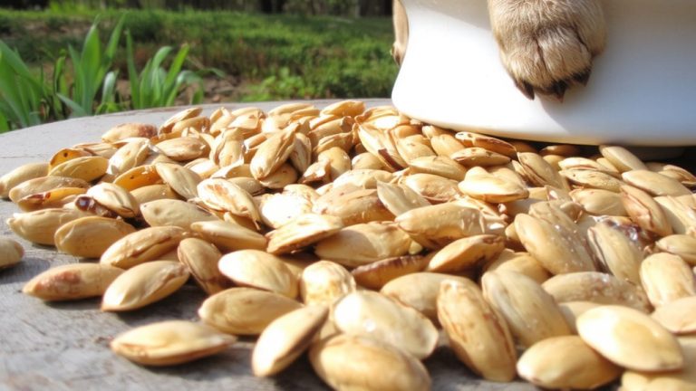 best oats for dogs
