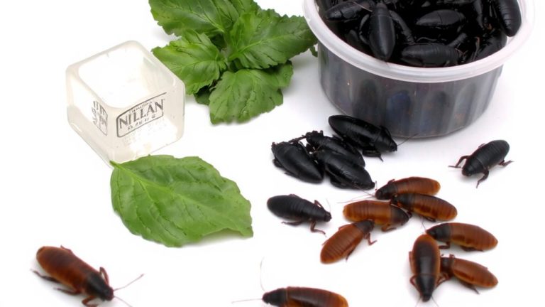 best online insect suppliers
